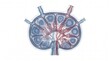 © Robson - Human Lymph Node Internal Structure Anatomical Model
