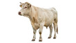 © Ivan - A domestic white cow farm livestock animal standing side view profile looking forward isolated on transparent background cut out