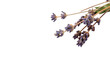 © Pavel - A small delicate bunch bouquet of fresh purple lavender flowers herbal plant botany isolated on transparent background