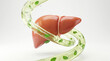 © MdAbdullahAl - Liver health and detoxification concept with herbal extract