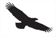 © jabireffacts - Flying Bald Eagle Silhouette Illustration of Soaring Predatory Bird