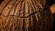© T - Detailed close up of cracked coconut shell fibers with rugged tropical texture and earthy organic detail