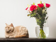 © mark_gusev - Chubby British shorthair cat rests beside a vase of roses. Fragrant blooms include pink and red roses with greenery. Nature beautiful creatures concept. Pet planning potential attack on the bouquet.
