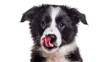© TONSTOCK - Black and white border collie puppy licking its nose, isolated on transparent background