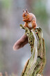 © NaturePL - Red squirrel (Sciurus vulgaris) feeding on old tree stump, Cairngorms National Park, Highlands, Scotland, UK. October.