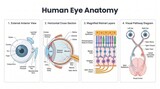 Four-panel eye anatomy poster with visual pathway and retina detail