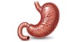 © gogo - Human stomach anatomy illustration medical.