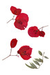 © AngArt - Herbarium collection features pressed dried red bougainvillea flowers and green leaves isolated on white. Botanical flat lay showcases vibrant crimson bracts with delicate veins and thin decorative