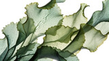 Translucent green seaweed fronds with intricate veining, isolated on transparent background