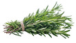 © Elena - Fresh green rosemary herb tied with twine, isolated on transparent background
