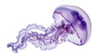 © Elena - Translucent purple jellyfish with delicate tentacles, isolated on transparent background