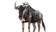© Ismail - Large Horned Wildebeest Standing Isolated on White Background