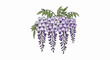 © kera - Cascading purple wisteria blossoms with green leaves