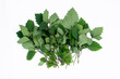 © Semoga - Patchouli (Pogostemon cablin) leaves on a white background. Patchouli leaves are the base ingredient for essential oils. Green leaves