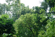 © Joko - Dense jungle vegetation for biodiversity campaigns. Lush green thicket suits travel brochure layouts. Tropical foliage wall for outdoor education content