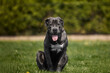 © ASDF - Black dog sits calmly on grassy field
