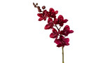 Dark Red Orchid Flower Stem on Transparent Background