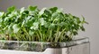 © Tatiana - Fresh microgreens growing in clear container with moisture droplets