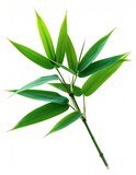 Fresh green bamboo leaves branch, isolated on white background, delicate
