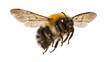 © Sofix - Fuzzy bumblebee with transparent wings in flight, isolated on transparent background