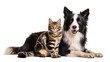 © Sofix - Tabby cat and Border Collie dog resting together, isolated on transparent background