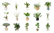 © Rawpixel.com - PNG Assorted indoor potted plants collection on transparent background