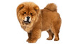 © chat - chow, animal, puppy, pet, chow chow,