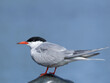 © Dead Tree World - The Common Tern (Sterna hirundo) on blue sky background.