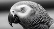 © MD HASANUZZAMAN - Close-up of an African Grey Parrot with detailed feathers