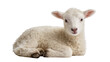 © Mira - Fluffy white lamb resting peacefully, isolated on transparent background