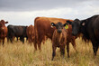 © peopleimages.com - Cows, cattle and farm in countryside for beef production, agriculture and sustainable grazing. Livestock, grassland and rural field in nature for eco friendly, pasture or meadow for bovine ranch
