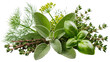 © Hans - Fresh green basil sage dill and thyme herbs arranged together, isolated on transparent background