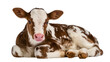 © Daniel - Brown and white spotted calf lying down, isolated on transparent background