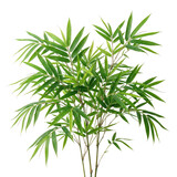 A lush green bamboo plant with abundant delicate leaves and slender stalks isolated on a clean white background in a fullframe studio shot transparent background