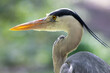 © Travel 'n' Lifestyle - View of a grey heron showing its sharp yellow eye and long pointed beak against a blurred green background in Mulhouse, Grand Est, France.