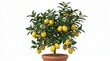 © Pixel Zone - Lemon tree in terracotta pot with fruit and blossoms studio lighting