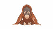 © Zeva - A baby orangutan sits on a white background, looking forward with curiosity