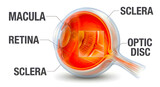3D human eye anatomy illustration isolated on white background with labeled ophthalmology structures for medical education.

