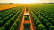 © miss irine - Line of trucks drives through neat green rows of plants, golden wheat fields. Trucks carry fresh produce like tomatoes, greens. Agriculture operations show scale, efficiency. Rural farm work in