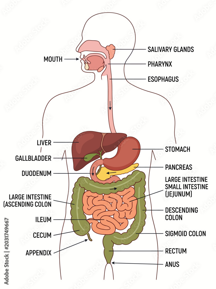 Human digestive system diagram showing labeled internal organs of the ...