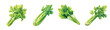 © Zizak - A Simple, beautiful design, fresh celery stalk set painting design. Hand-painted style, vectorized, vector set available in EPS Simple Hand-painted watercolor style.