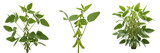 Soybean crop , green soybean pods on healthy plant, studio lighting exhibiting botanical characteristics, vascular tissue architecture, chloroplast cell structure, cellular differentiation pattern