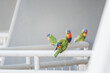 © Austockphoto - A group of colourful lorikeets perched on a white railing, one preening its feathers