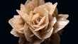 © Krunal - Natural desert rose selenite gypsum crystal cluster macro showing bladed rosette formation sandy beige silky lustre and sand grain inclusions against pure black background