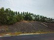 © yulia11 - landscape with road 5Overcast sky looms above green embankment. Palm trees line the hillside behind a concrete barrier. Roadside sign warns of a sharp bend ahead