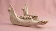 © Byu.Dna - Strong bull lower jaw structure with large molar teeth
