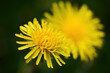 © vetre - Bright yellow dandelions blooming in spring garden