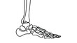 © Salma - human foot and ankle skeletal system illustration