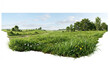 © Mousumi - Lush grass banner isolated on white background realistic 3D render illustration