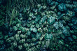 © NewSaetiew - Close up group of background tropical green leaves texture and abstract background. Tropical leaf nature concept.
